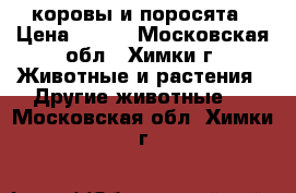 коровы и поросята › Цена ­ 100 - Московская обл., Химки г. Животные и растения » Другие животные   . Московская обл.,Химки г.
